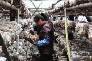 甘肅省文縣扶持農(nóng)戶栽培食用菌拓寬致富增收路 ()
