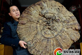 廣西發(fā)現(xiàn)巨型野生靈芝 直徑超1米重14斤 ()