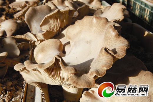 科研人员与选育出的珍稀食用菌新品种巨鲍菇。