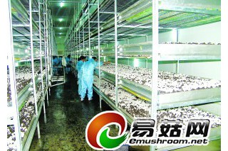 淮安市農(nóng)業(yè)新興產(chǎn)業(yè)強勢崛起 生態(tài)食用菌產(chǎn)業(yè)蓬勃發(fā)展 ()