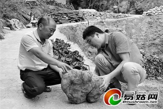 廣西融水縣桿洞鄉(xiāng)大種茯苓脫貧致富見聞 ()