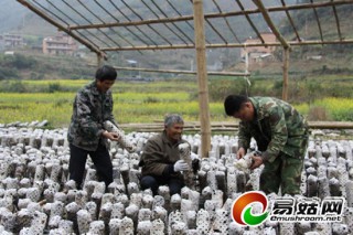 天峨：引進浙江技術種植黑木耳讓群眾初嘗甜頭 ()