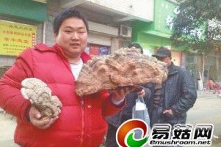 信陽小伙撿臉盆大“靈芝” 專家:價格不好估 ()