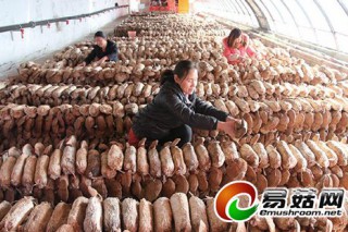 “下腳料”栽培食用菌帶來好“錢景” ()