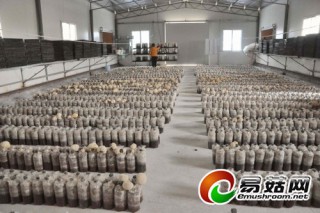 廣西：柳城縣利用閑置蠶房發(fā)展食用菌產(chǎn)業(yè) ()