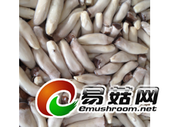 加工盐渍杏鲍菇切片图3