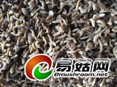 盐渍姬菇图2