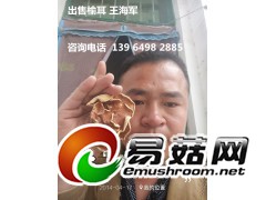 榆耳干品，榆耳正规厂家，自产自销的榆耳，自家种植榆耳批发榆耳图3