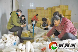 農(nóng)民利用玉米芯、花生殼 發(fā)展食用菌種植 ()
