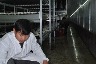 山東平邑:立體種植工廠化生產(chǎn) 雙孢菇效益大增加 ()