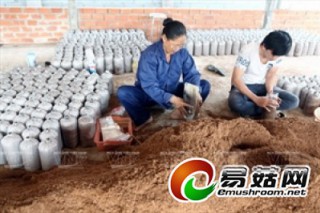 越南：胡志明市灰鮑魚菇高效種植模式將逐步擴大生產(chǎn)規(guī)模 ()