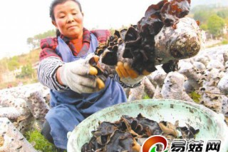 2014年印江食用菌產(chǎn)業(yè)進賬5.5億元 ()