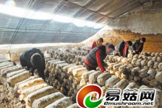 嵐峪村的食用菌迎來大豐收 ()