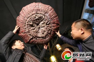 生長(zhǎng)年份超200年的巨型野生靈芝現(xiàn)身鄭州 ()