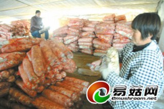 內(nèi)黃縣蘑菇產(chǎn)業(yè)標(biāo)準(zhǔn)化產(chǎn)生助農(nóng)增收 ()