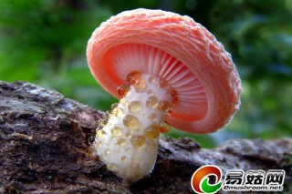 這是蘑菇?美麗性感詭異的20種少見(jiàn)蘑菇 ()