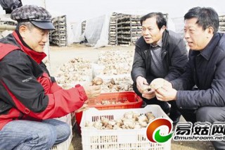 湖北成友3萬(wàn)袋袋料香菇喜獲豐收并實(shí)現(xiàn)出口創(chuàng)匯 ()
