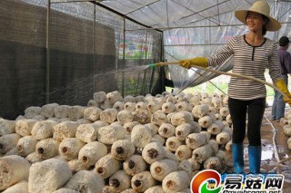 華石鎮(zhèn)沖敏蔬菜基地栽培低溫品種食用菌 ()