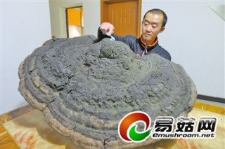 男子搬回百斤重的大家伙 專(zhuān)家辨認(rèn)稱(chēng)是靈芝 ()