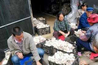 龍州上金鄉(xiāng)：首批食用菌喜獲豐收 ()