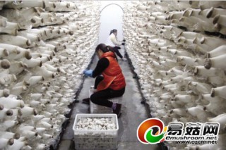 山東濱州：鹽堿地上能種蘑菇 ()