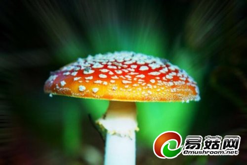 伊丽莎白女王御花园的致幻蘑菇