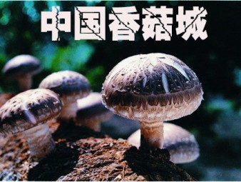 中国香菇城“ 航母”扬帆起航  引爆菇业经济“燃火点”