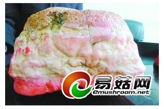容城老漢養(yǎng)“太歲” 一年長了整十斤 ()