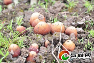 宜賓南溪：大觀鎮(zhèn)飛馬村蘑菇種植基地喜迎廣大游客 ()