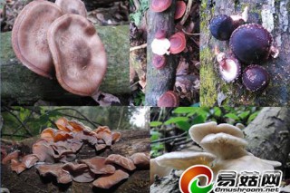 上海農(nóng)科院食用菌所科研人員赴貴州收集野生食用菌資源 ()