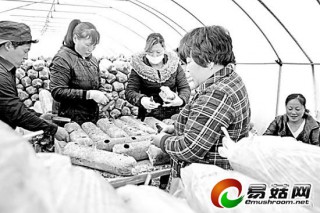 垣曲成山西食用菌開發(fā)基地 ()