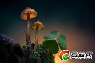 攝影師鏡頭下的蘑菇 如童話般夢幻 ()