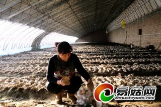 河北：永清縣仿野生陸地栽培杏鮑菇獲得成功 ()