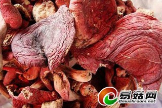 廣西象棋鎮(zhèn)產(chǎn)地普查 探訪野生大紅菌 ()