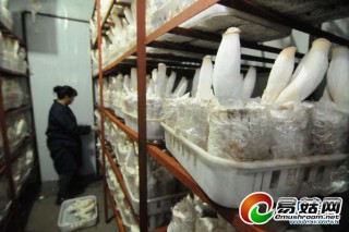 黑龍江牡丹江反季杏鮑菇陸續(xù)上市 ()