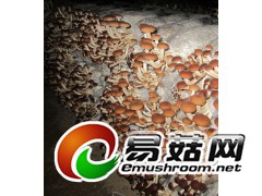 提供食用菌技术服务图1