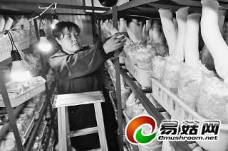 牡丹江市：杏鮑菇產業(yè)化促農增收 ()
