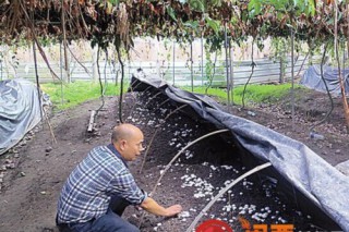 福建：新羅"百香果架下套種雙孢蘑菇"試驗初獲成功 ()
