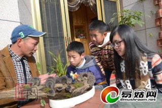 小小枯木長出24朵靈芝 ()