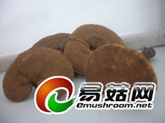 春江牌灵芝价格报价 参数图2