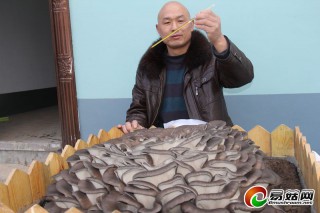 伊川“大蘑菇”沖刺吉尼斯 ()