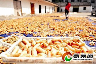 湖北春節(jié)天麻格外俏 農戶忙賣“金疙瘩” ()