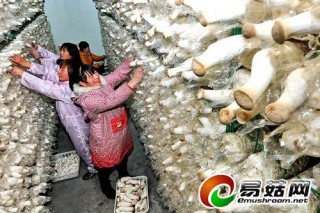 河北威縣秸稈變廢為寶種植食用菌 年產利潤預計達300萬元 ()