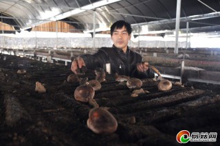 安慶潛山：引進新型農業(yè)小蘑菇產生大收益 山坳坳長出“金元寶” ()
