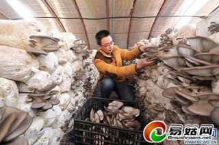 馬國良：”蘑菇大王“創(chuàng)辦吳忠市規(guī)模最大、設備最全的食用菌培養(yǎng)基地 ()