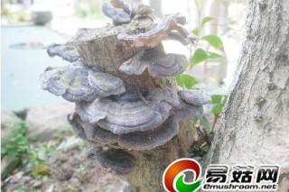 奇！桂花樹長約有四五十朵靈芝 ()