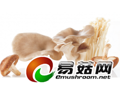 食用菌生长的光照因素图1