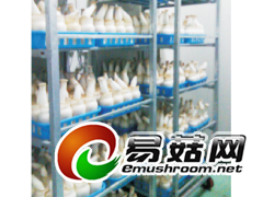 杏鲍菇生长灯图1