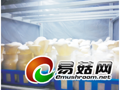 白灵菇生长灯图1