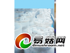 白灵菇生长灯图3